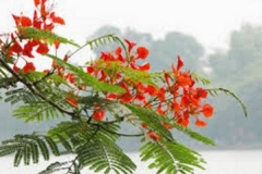 Il-fiore-chiamato-Flamboyang